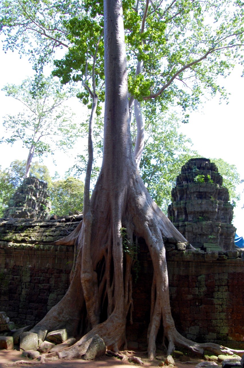 best time to visit Angkor Wat: View of Ta Prohm