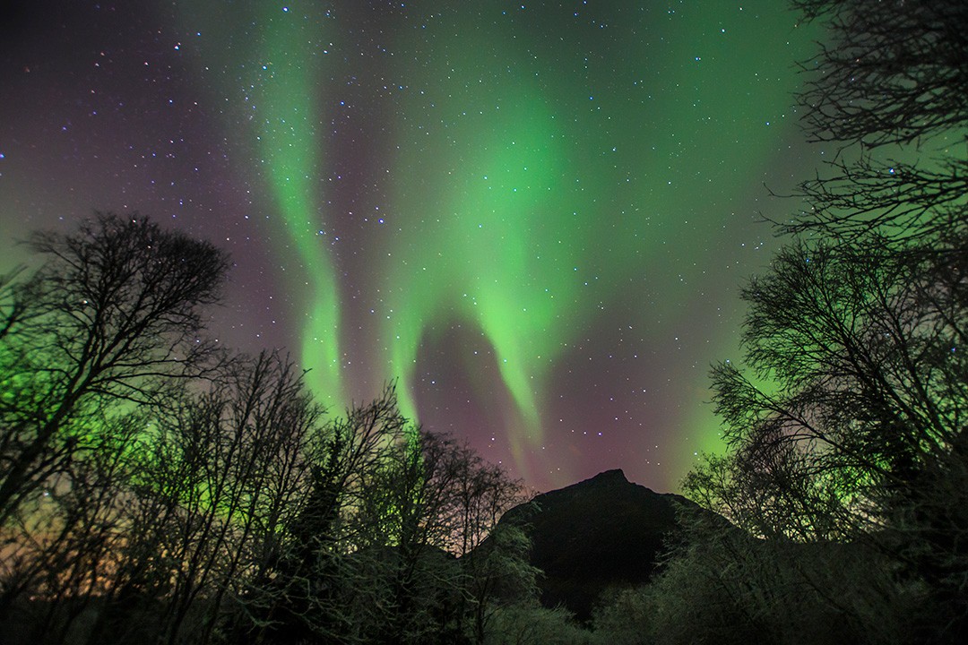 Chasing the northern lights in Tromso new trees