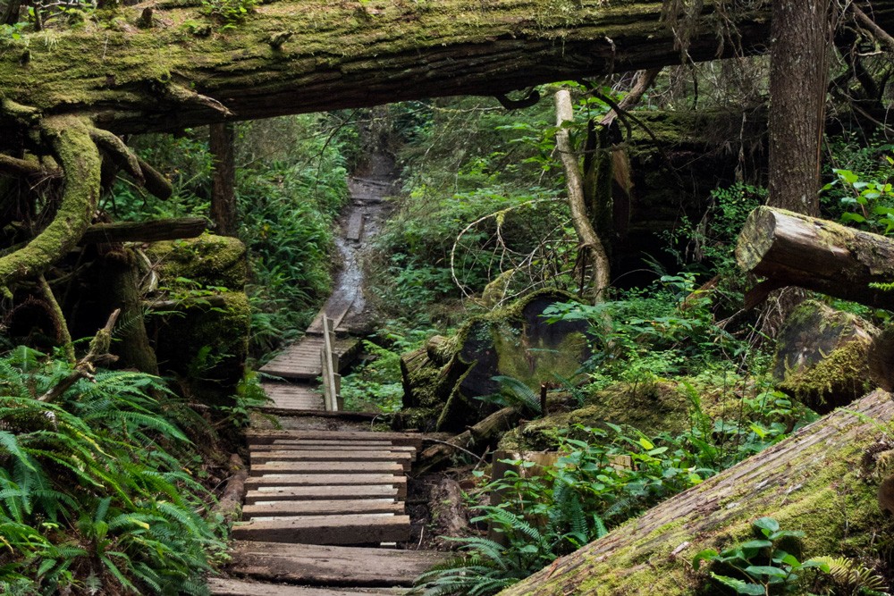 A pathway long the West Coast Trail