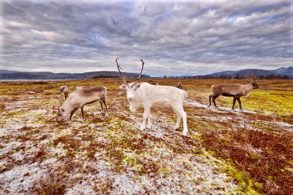 Feeding Arctic reindeer in Tromso Atlas & Boots