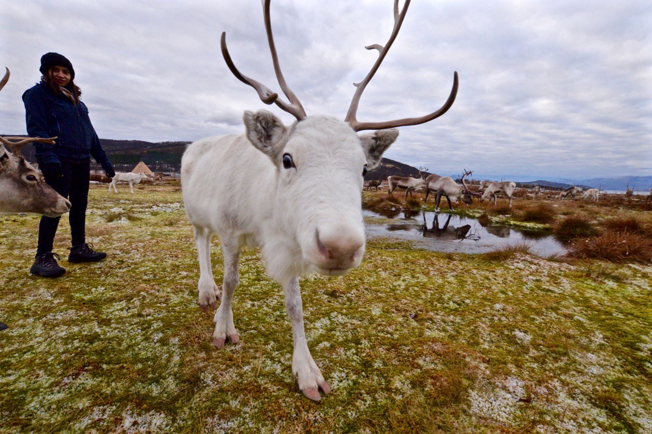 Feeding Arctic reindeer in Tromso