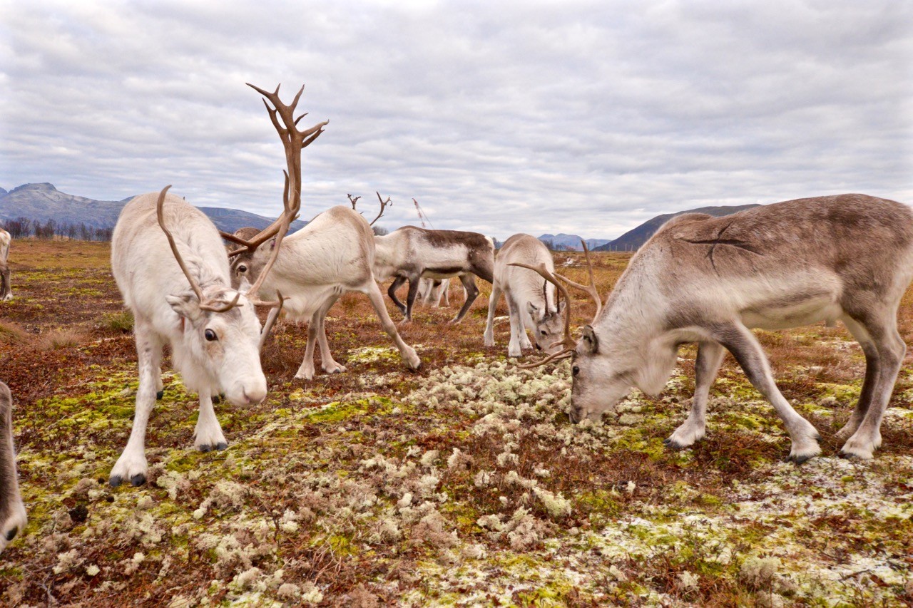 Feeding Arctic reindeer in Tromso
