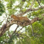 Best national parks in Sri Lanka for leopards is yala