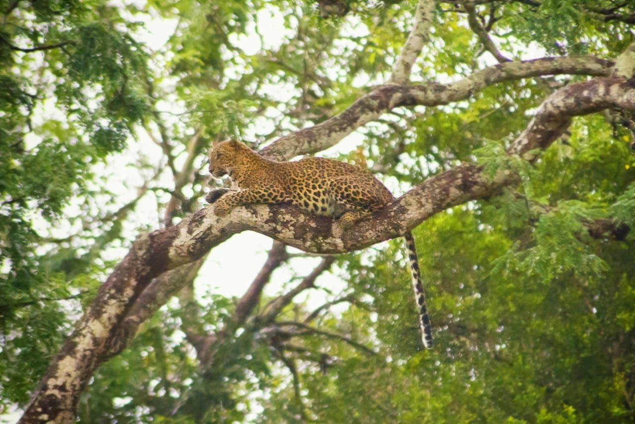 Best national parks in Sri Lanka for leopards is yala