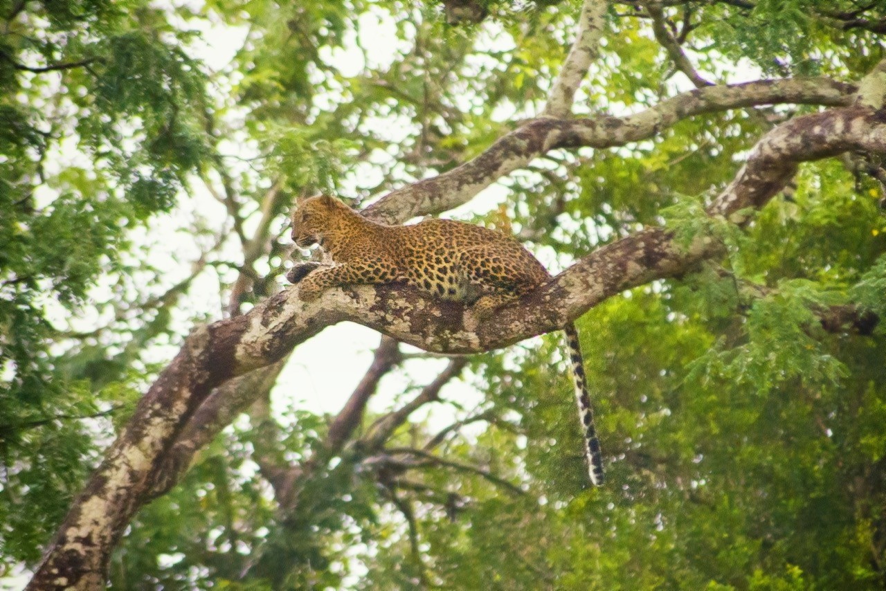 leopardat yala national park