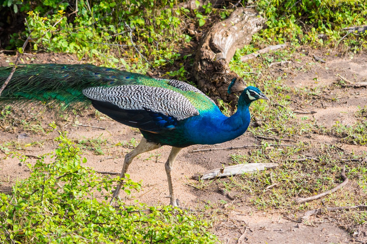 peacock at yala national park