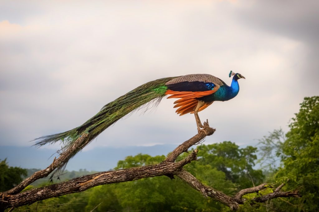 best national parks in sri lanka peacock