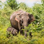 Best national parks in Sri Lanka for elephants