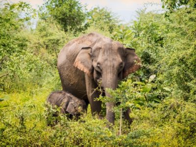 Best national parks in Sri Lanka for elephants