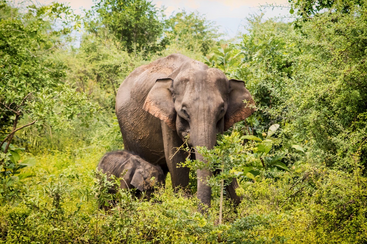 Best national parks in Sri Lanka for elephants