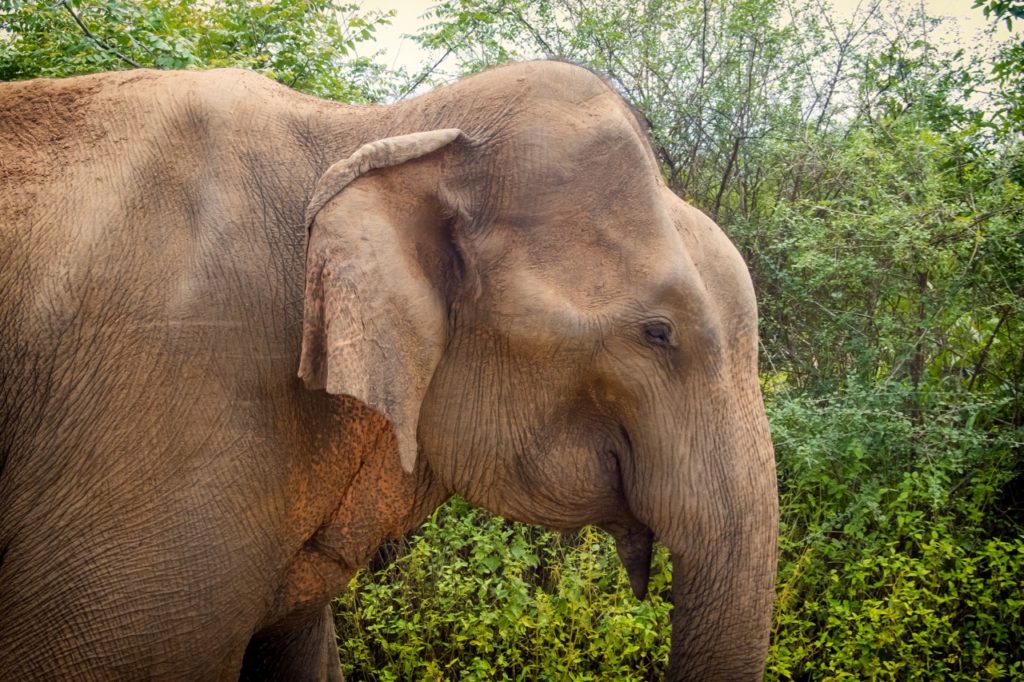 interesting facts about Sri Lanka elephants