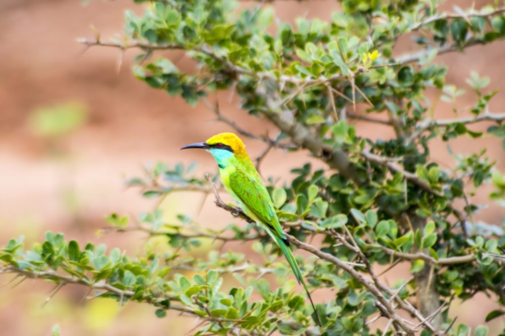 best national parks in sri lanka