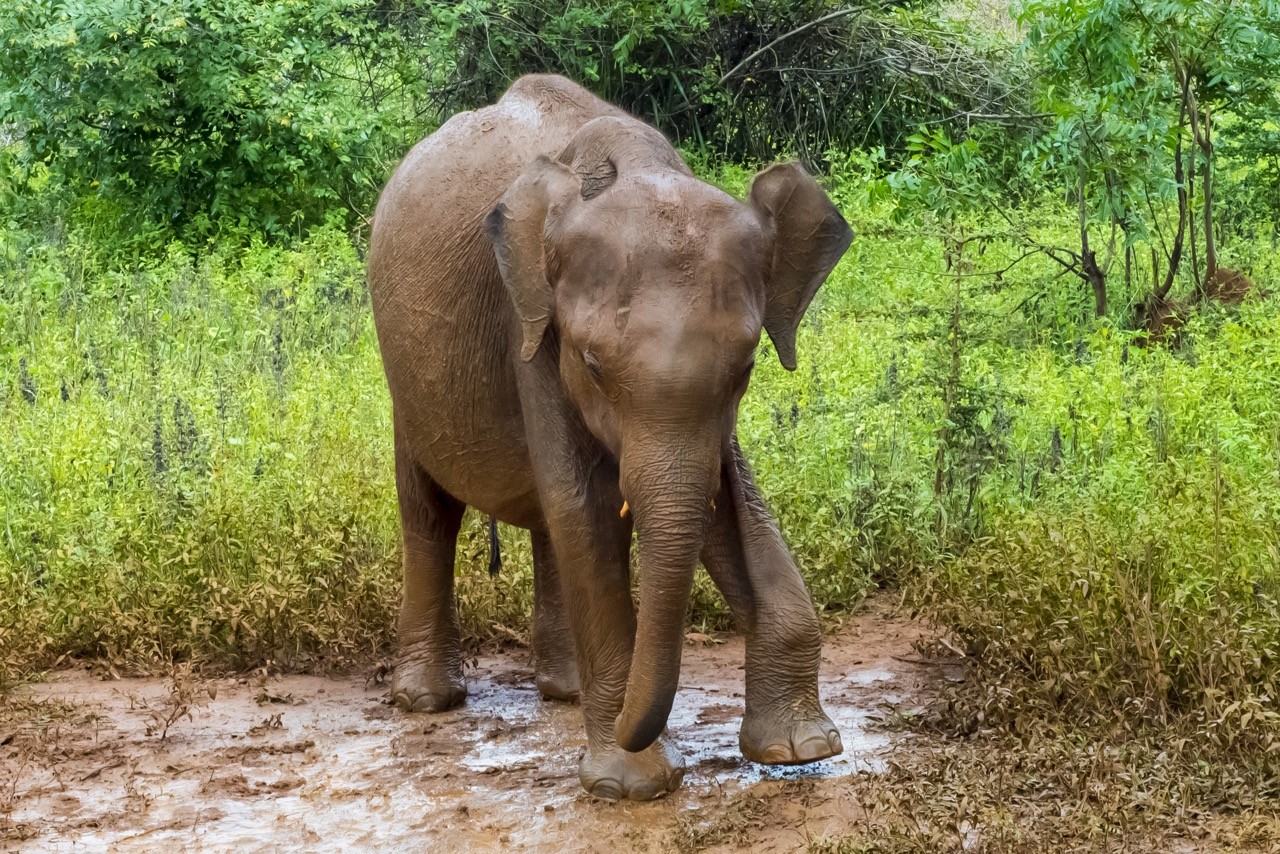 baby elephant at Udawalawe National Park