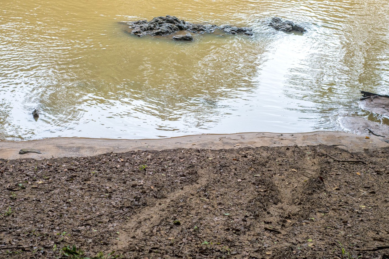 Muddy footprints at Udawalawe National Park