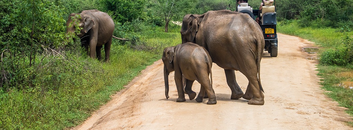 Elephant Safari At Udawalawe National Park Atlas Boots