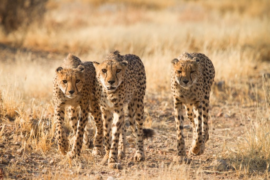 Countries for spotting rare wildlife - cheetahs namibia