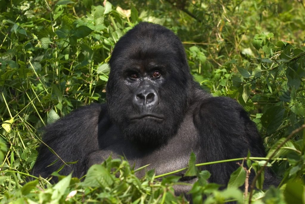 Countries for spotting rare wildlife - gorillas uganda rwanda