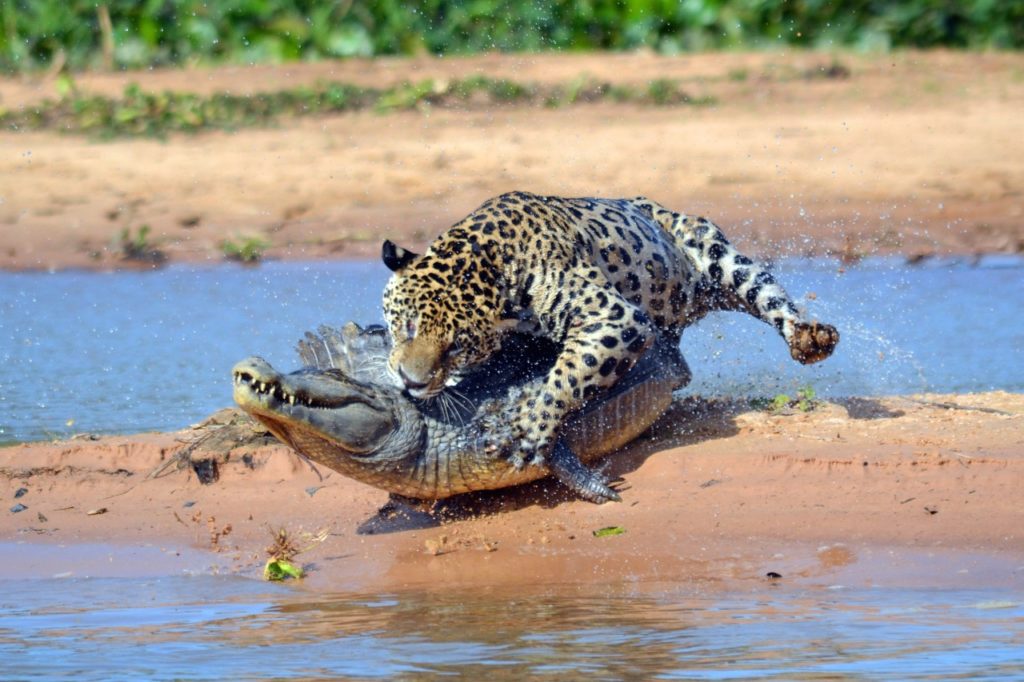 Countries for spotting rare wildlife - jaguars brazil