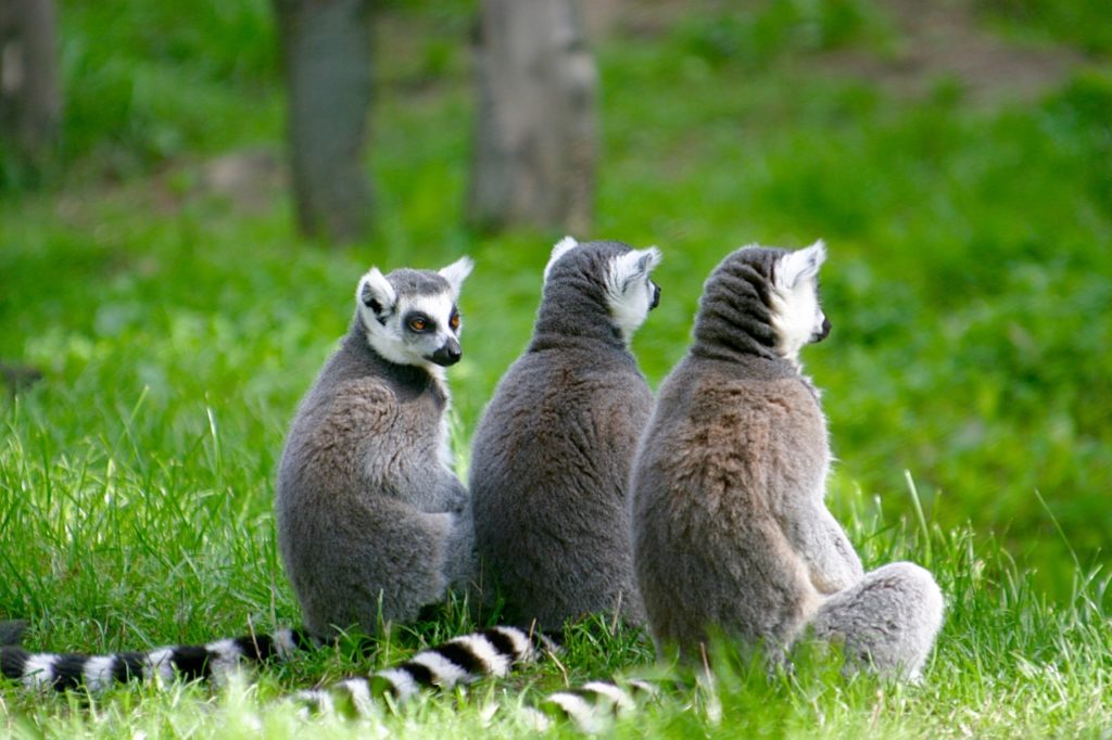 eco-friendly wildlife tours lemurs madagascar
