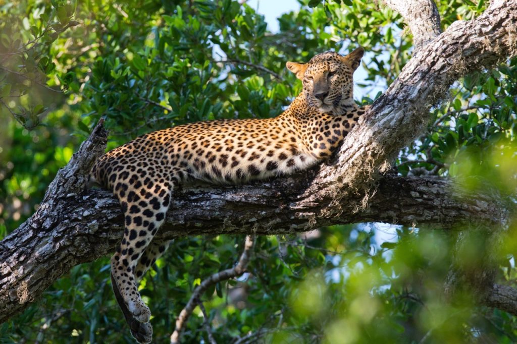 Countries for spotting rare wildlife - leopards sri lanka