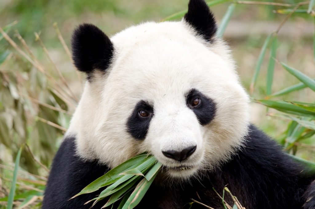 Countries for spotting rare wildlife - pandas china