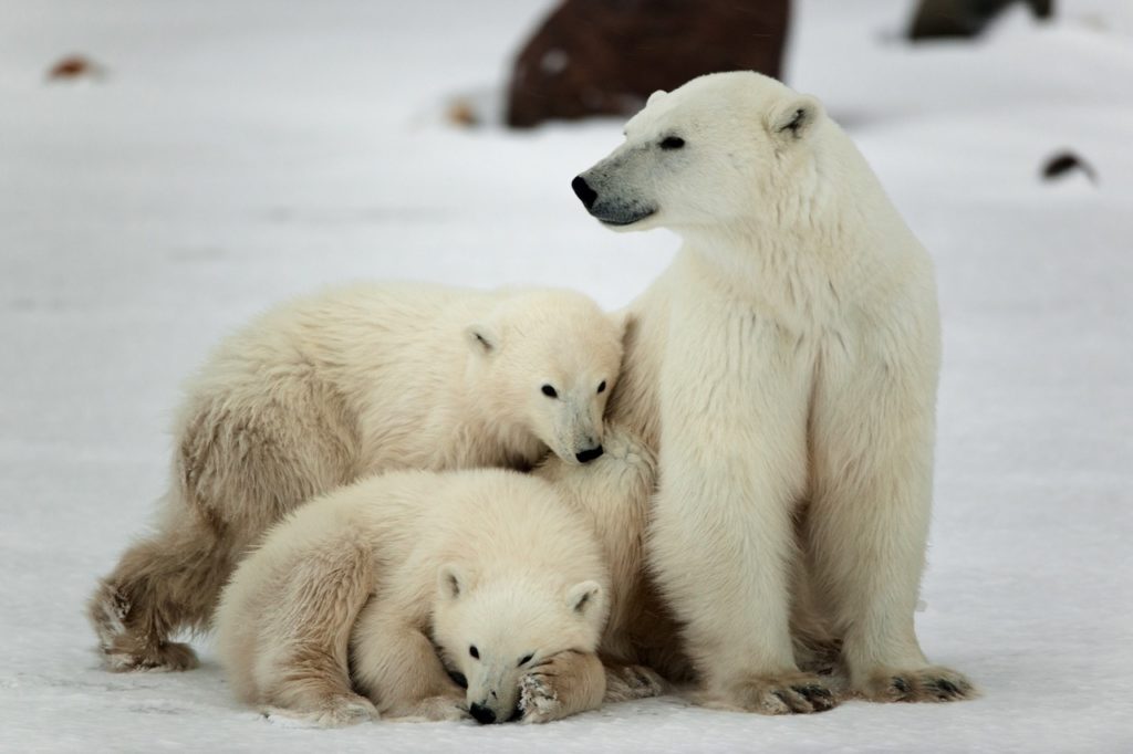 Countries for spotting rare wildlife - polar bears canada