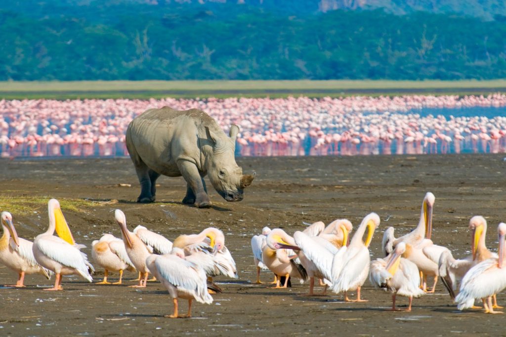 Countries for spotting rare wildlife - rhino kenya