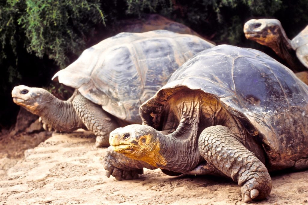 Countries for spotting rare wildlife - the galapagas