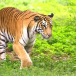 eco-friendly wildlife tours