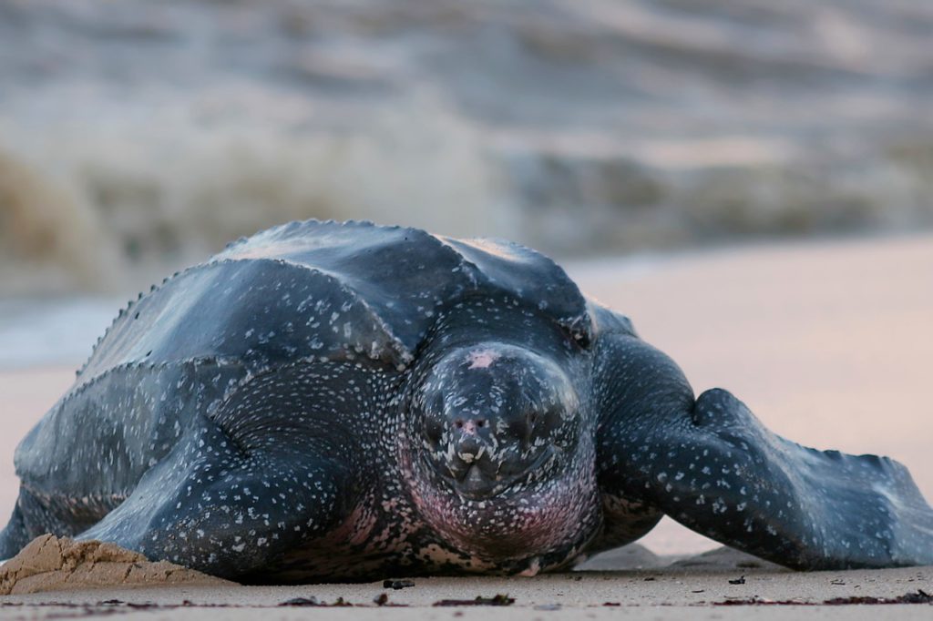 Countries for spotting rare wildlife - turtles costa rica