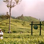 interesting facts about Sri Lanka Lipton tea