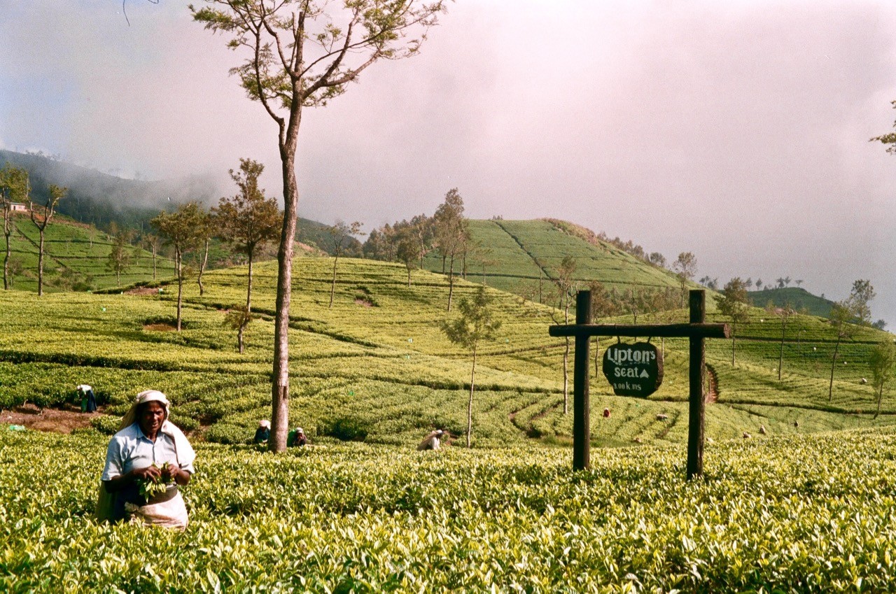 interesting facts about Sri Lanka Lipton tea