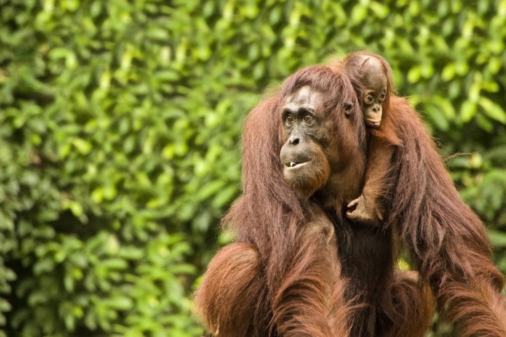 Borneo is home to one of the oldest rainforests in the world