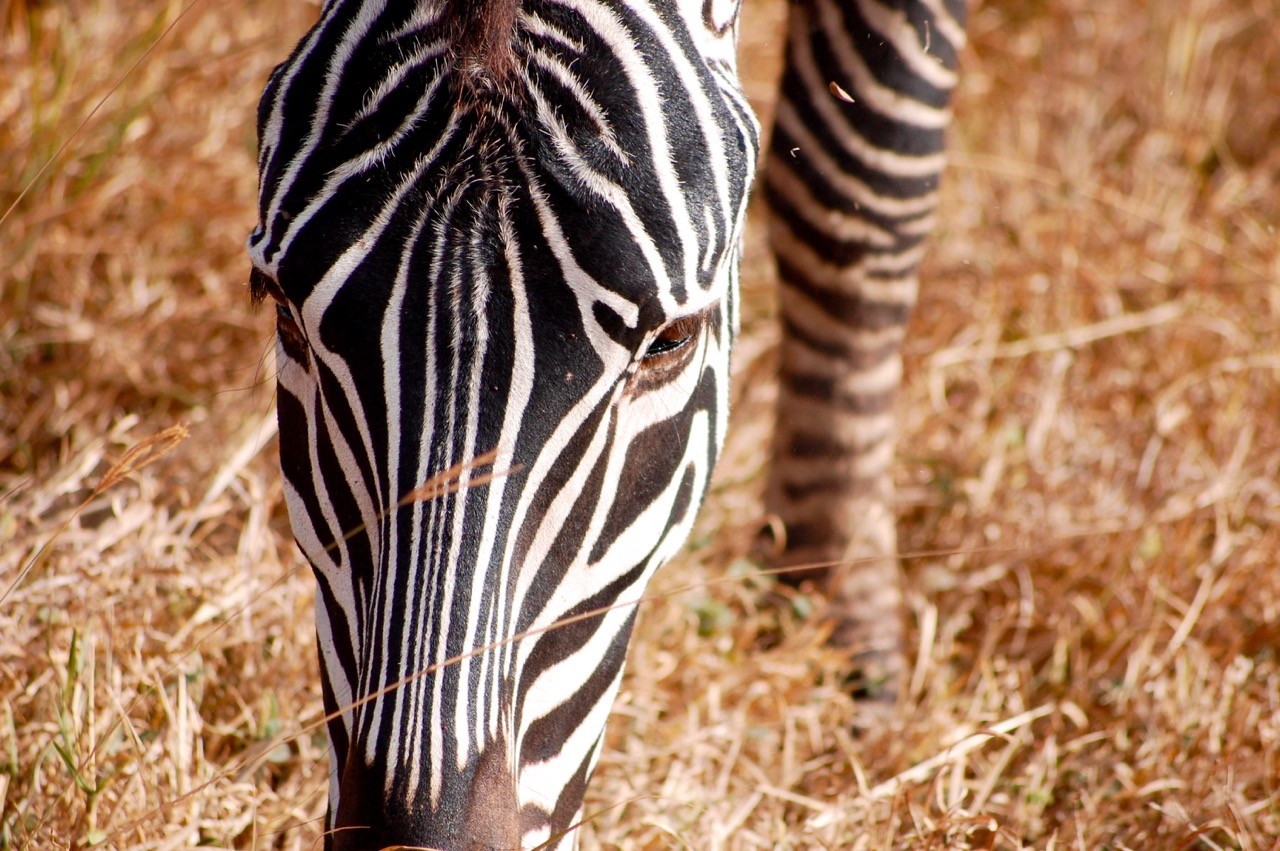 Safari photography tips - eyes