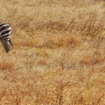 Safari-photography-tips-featimg