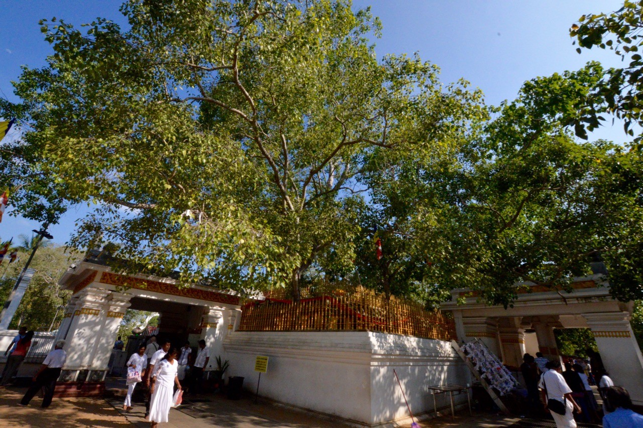 People tending the Sri Maha Bodhi in Anuradhapura 