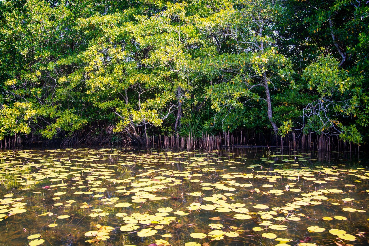 river safari bentota