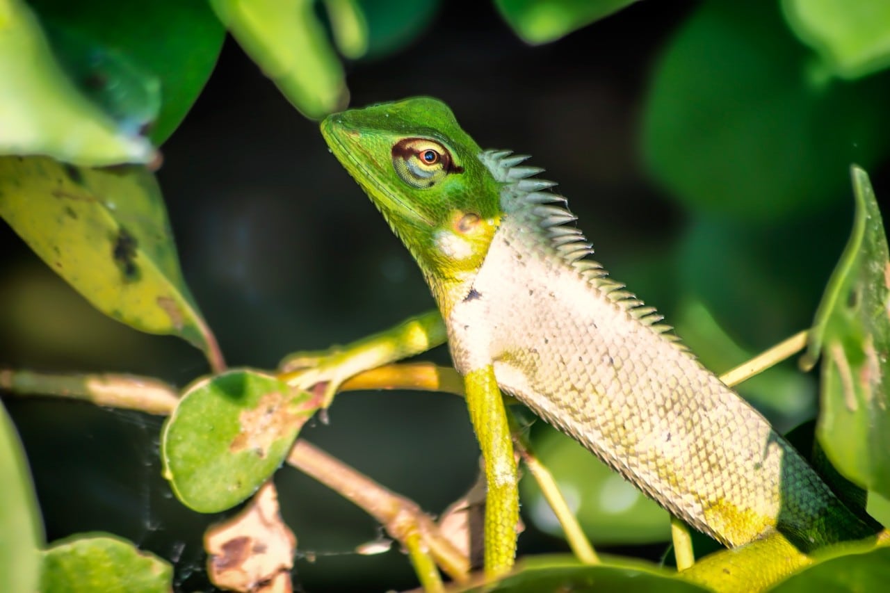 A crafty chameleon spotted on our Bentota river safari