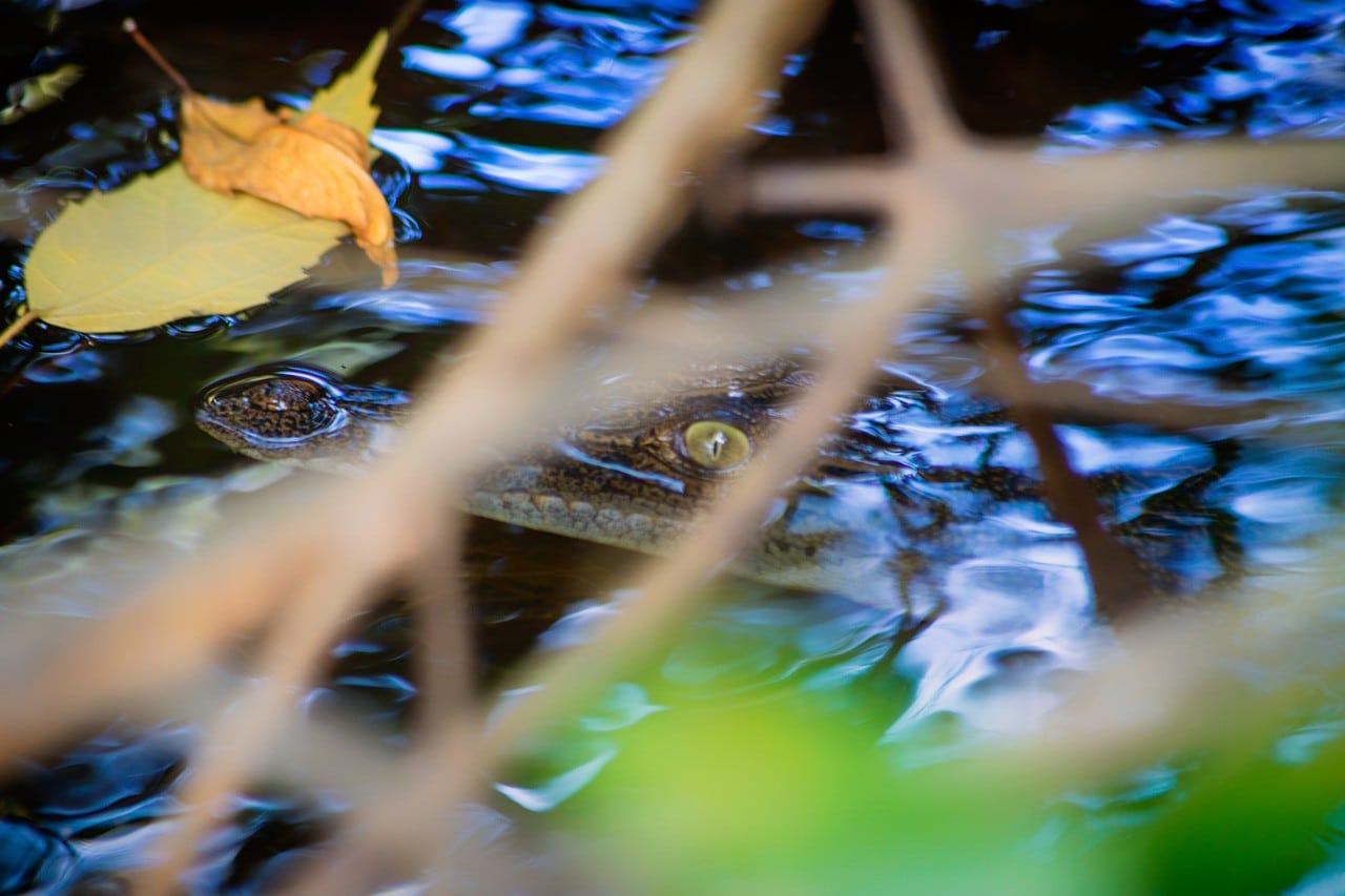 A crocodile broods in Bentota river