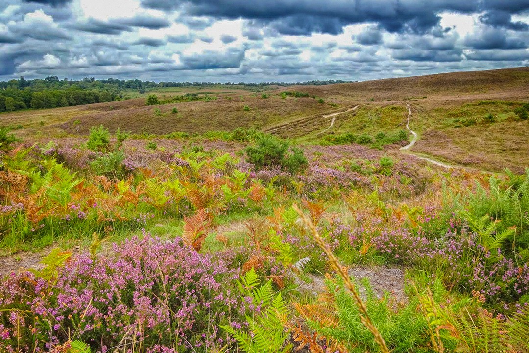 Best-viewpoints-in-the-New-Forest-National-Park-Picket-Post