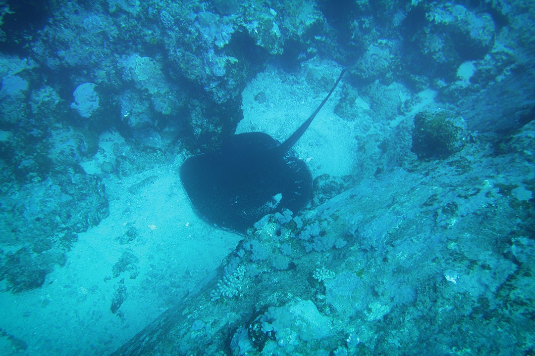 Diving at Blue Bay Mauritius-1