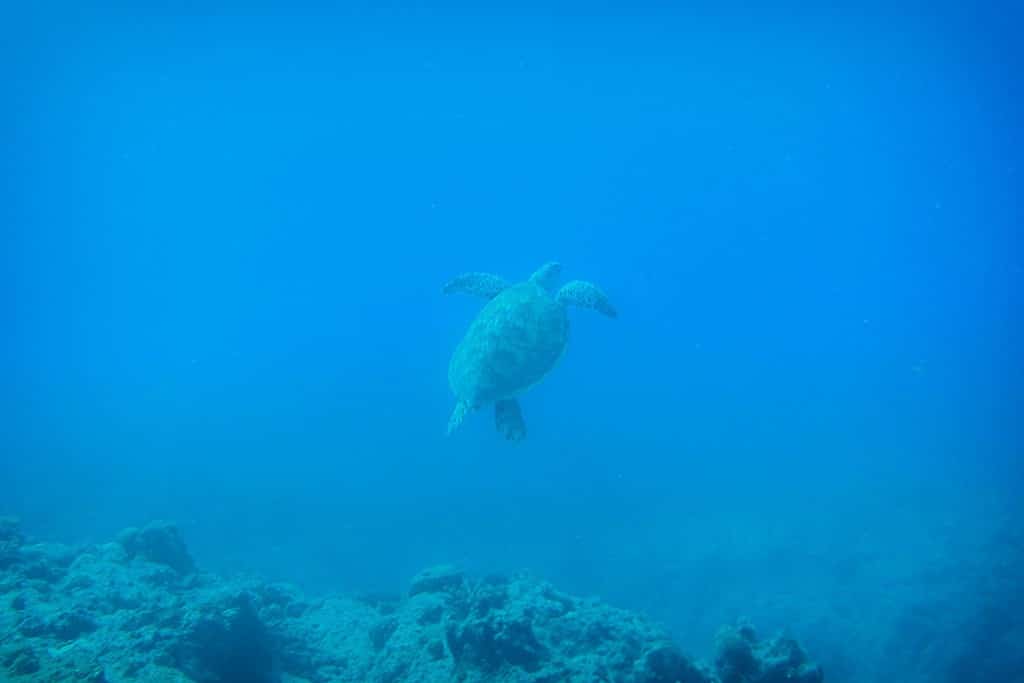 a turtle seen  Diving at Trou aux Biches, Mauritius