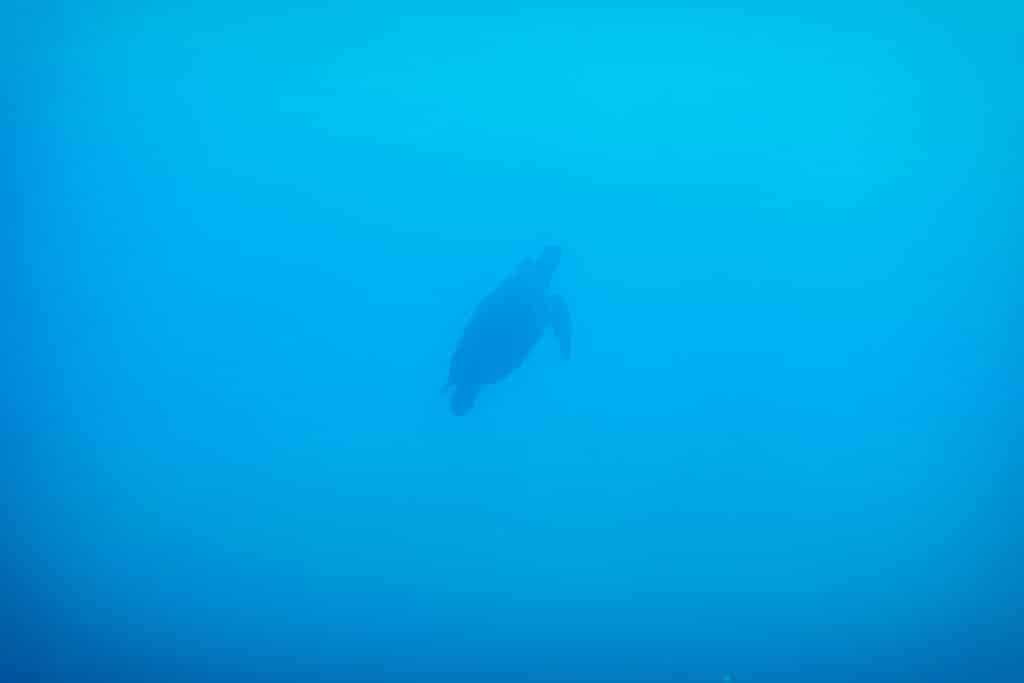 a turtle seen  Diving at Trou aux Biches, Mauritius