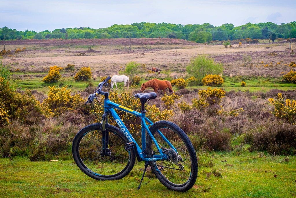 best new forest cycle routes