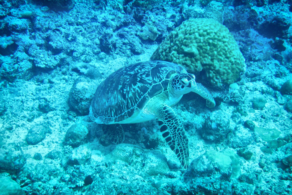 a turtle seen  Diving at Trou aux Biches, Mauritius