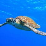 turtle mauritius lead image