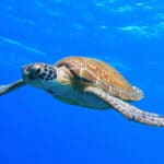 turtle mauritius lead image