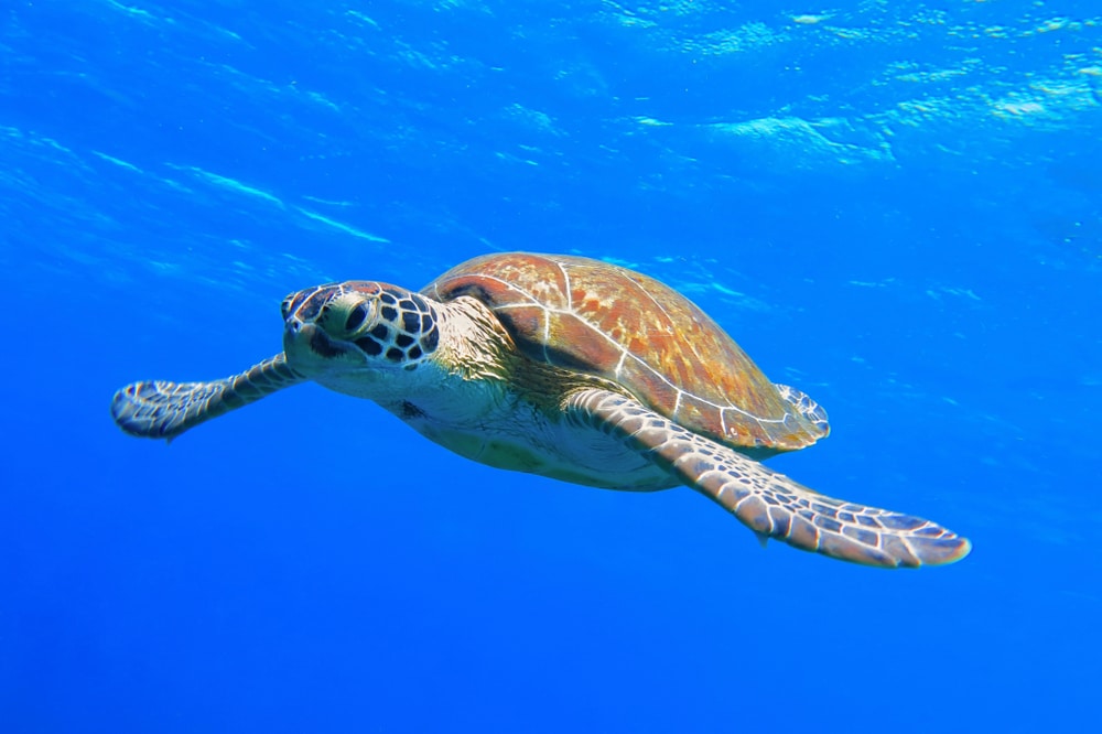 turtle mauritius lead image