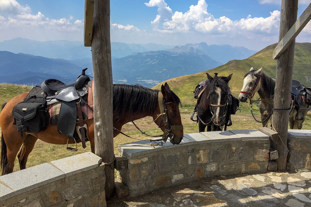 A trio of horse graze on our horse riding trip in Montenegro