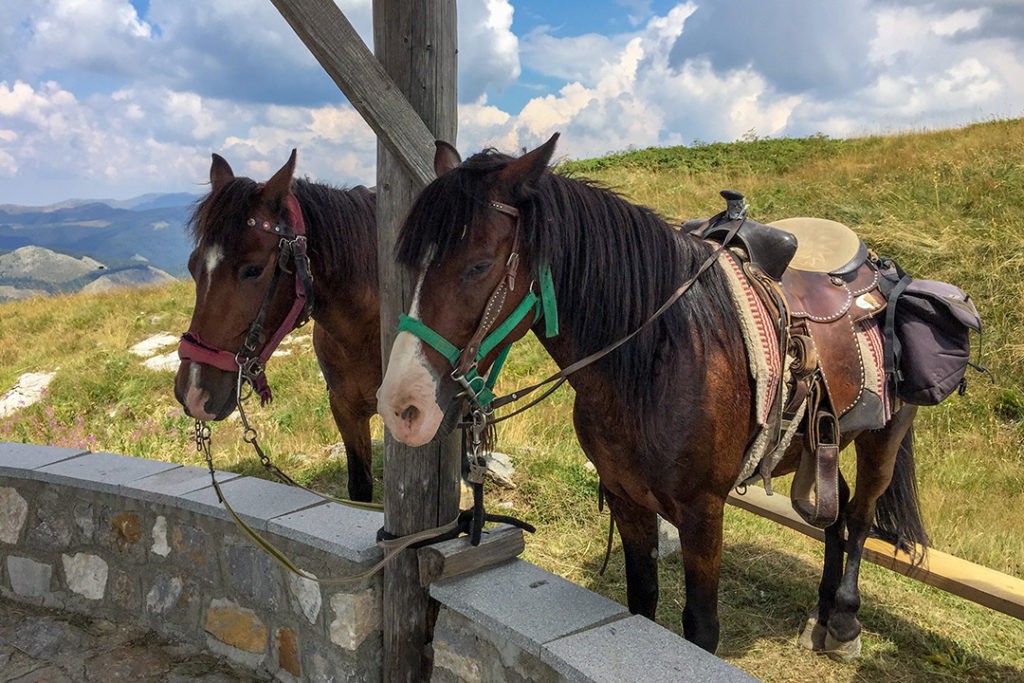 Horse riding tips: Find out if there is a horse that works well with yours